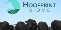 Hoofprint Biome: حل مبتكر لتقليل انبعاثات الميثان وتحسين تغذية الأبقار