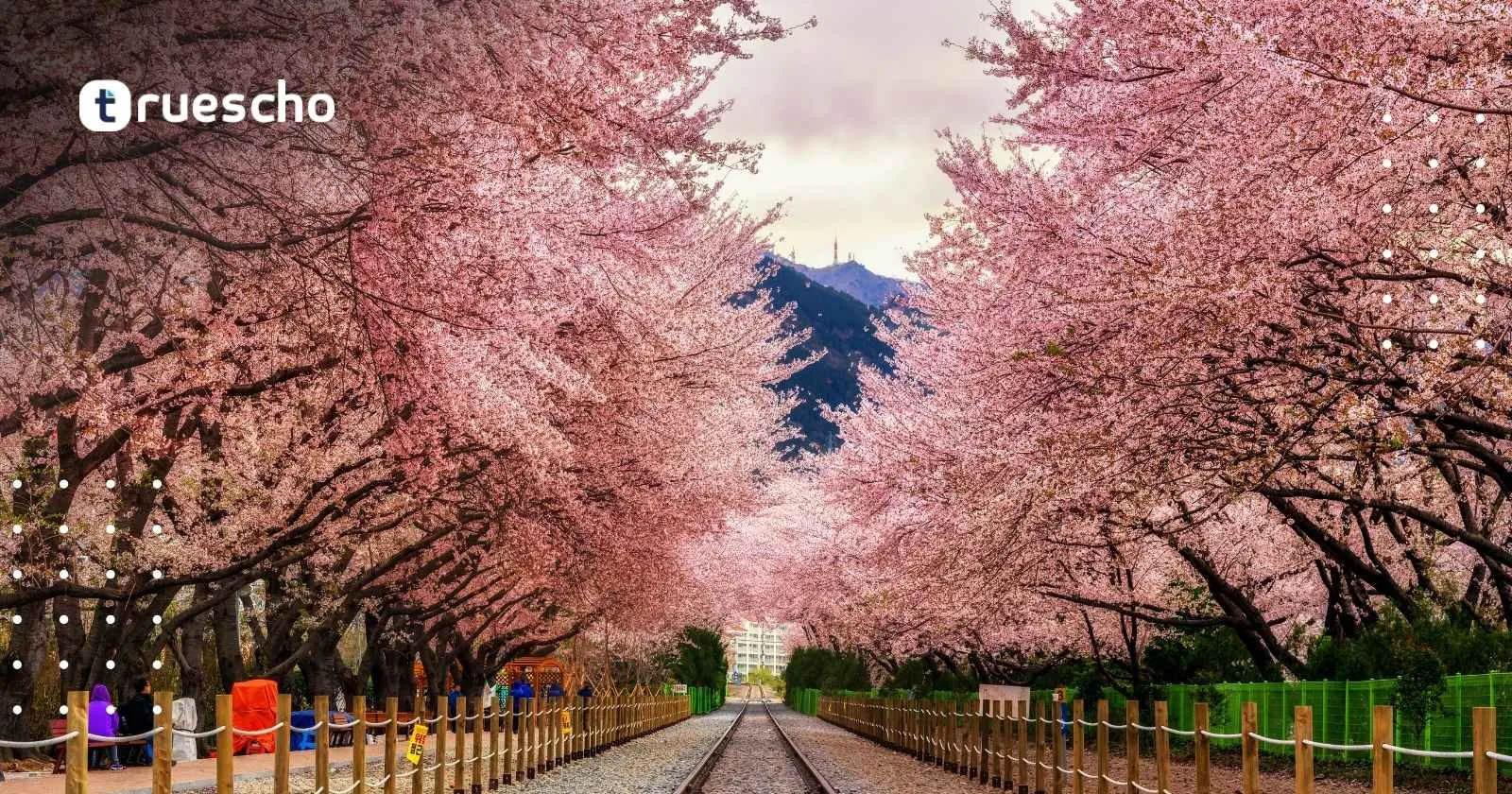 جامعة سيول الوطنية