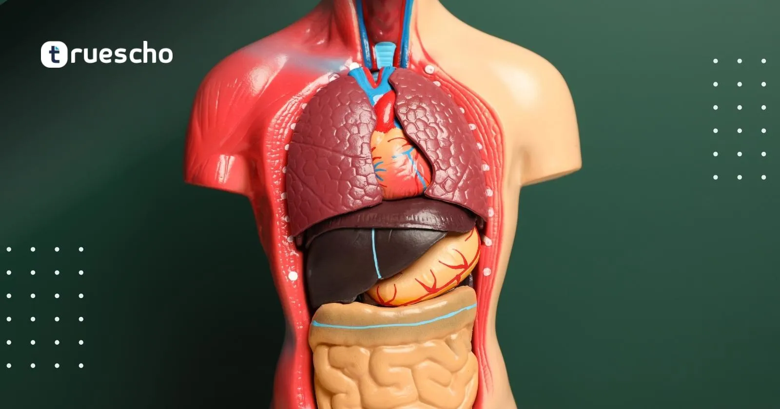 دراسة الطب في تركيا